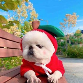 Cute Dog Sweatshirts/Costumes (Option: 1 Style-XS)
