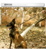 Super strong dog collar with D-Ring & Buckle