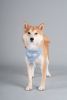 Touchdog 'Dizzy-Eyed' Cotton Velcro Dog Bandana